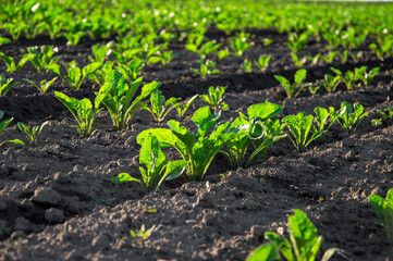 Rows of young sugar beets thrive in dark soil, soaking up sunlight in a picturesque rural field during early summer