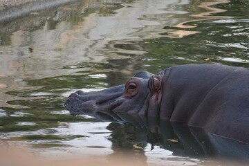 A hippo partially submerged in water, gazing towards the left.
