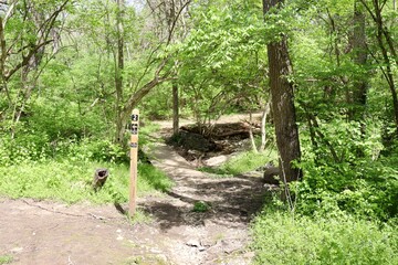 The hiking path in the woods on a sunny day.