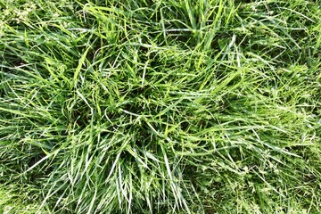 A close view of the bright green grass surface.