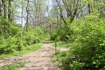 Obraz premium The trail in the forest on a sunny day.