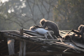 A dusky leaf monkey grooms another on a weathered wooden roof, bathed in soft light.
