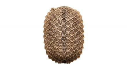 Detailed closeup view of an oval shaped natural object