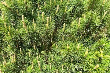 Mountain pine. Natural background of coniferous tree branches with long green needles and young shoots. Backdrop, screen, desktop.