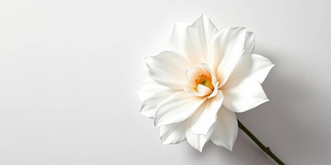 Obraz premium Single elegant white paper flower, minimalist backdrop, handmade, invitation