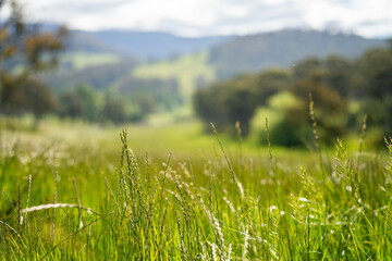 gum tree forest growing cows on Lush Green Pasture. Regenerative Sustainable Australian Agriculture, Scenic Australian Farm Landscape with Eucalyptus Trees on Golden Grasslands farming landscape