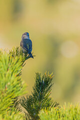 Red crossbill (Loxia curvirostra) perched on the tip of a mountain pine (Pinus uncinata) in a high-altitude forest