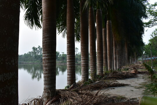 A tranquil scene with tall Royal Palm trees lining a lake and a path. - Powered by Adobe