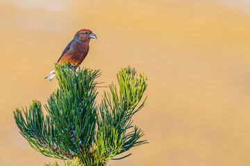 Red crossbill (Loxia curvirostra) perched on the tip of a mountain pine (Pinus uncinata) in a high-altitude forest