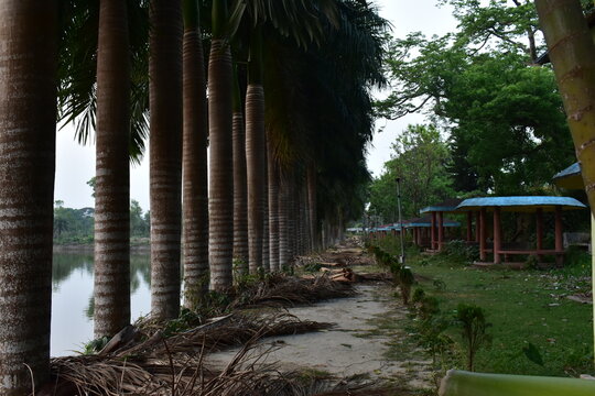 A tranquil scene with tall Royal Palm trees lining a lake and a path.