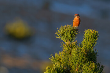 Red crossbill (Loxia curvirostra) perched on the tip of a mountain pine (Pinus uncinata) in a high-altitude forest