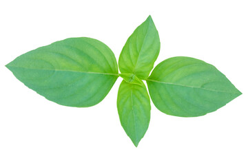 Fresh Thai Basil Leaves (transparent background)