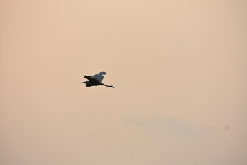 A large bird with outstretched wings soars through a soft, hazy sky.