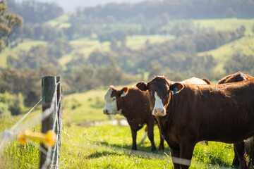 wagyu angus cows Mixed Herd of Healthy Beef Cattle Grazing on Lush Green Pasture. Regenerative...