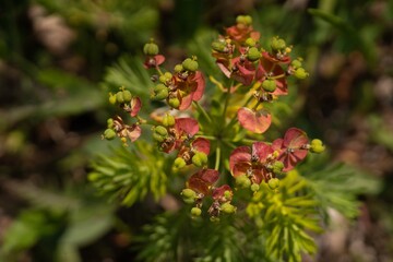 Cypress Spurge (Euphorbia cyparissias)