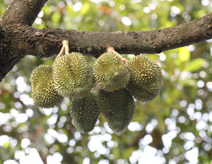 Fresh durian fruit hanging on tree in durian farm.