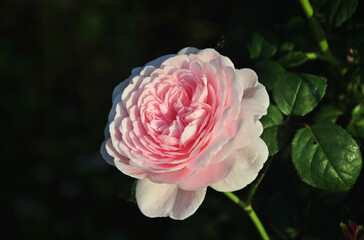 beautiful light pink rose close up on a dark background