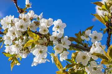 The acacia is blooming!