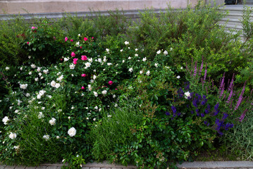Blooming Garden with Roses and Lavender 