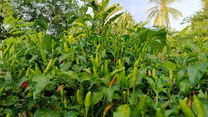 A lush chili plant bursts with vibrant green and ripening red peppers, showcasing the fresh, fiery ingredients grown directly from nature's bounty.