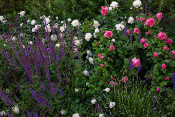 Blooming Garden with Roses and Lavender in Full Display