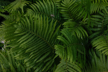 Lush Green Fern Leaves Displaying Natural Patterns