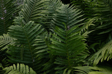 Lush Green Fern Leaves Displaying Natural Patterns
