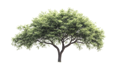 a tree in high definition is isolated against a white background