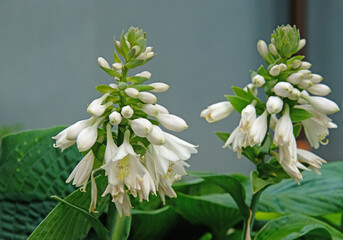Flowering of the hosts of Siebold