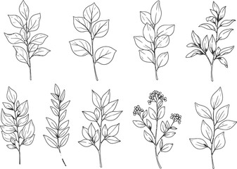 Luxury Vintage Botanic Vector Set - Detailed Floral Illustrations for Wedding & Wallpaper