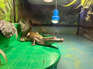 Crocodile relaxing on a green platform in a terrestrial habitat during daytime