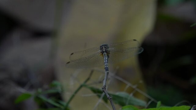 A vibrant grey dragonfly, possibly Diplacodes trivial or Erythrodiplax umbrata, perches on a branch amidst lush green foliage, showcasing nature's delicate beauty.