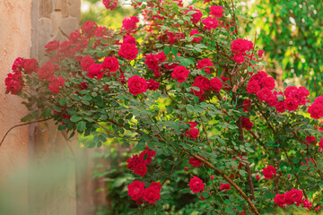 A red rose is hanging. Rose flowers near the house.