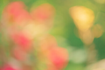 Defocus light natural green, red and yellow colors. Bokeh, blurred plants.