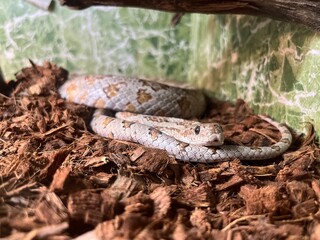 Colorful snake resting on wood chips in a terrarium, showcasing its patterns and textures while indoors under artificial lighting