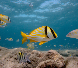 Fototapeta premium yellow tropical fish swimming in ocean with coral reef