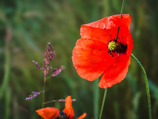 Field Poppy Bending in Summer Wind – PAPAVER RHOEAS Wildflower Scene

