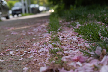 Fallen Pink Petals on City Pavement