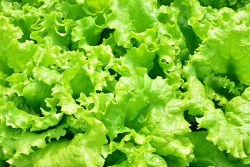Close-up of Fresh Vibrant Green Lettuce Leaves background