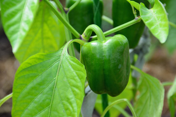 Close-up of a vibrant green bell pepper growing on a plant in a garden