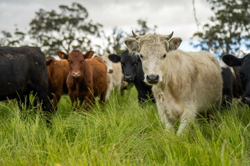 herd of cows in a field grazing on green lush pasture. Expansive Australian Farm Landscape with a dam, Trees, and Distant Grazing Livestock. Rural Agriculture and Sustainable Land Management australia