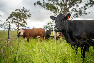 wagyu angus cows Mixed Herd of Healthy Beef Cattle Grazing on Lush Green Pasture. Regenerative Sustainable Australian Agriculture, Responsible Livestock Farming, and Natural Environment in Australia