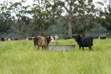 wagyu angus cows Mixed Herd of Healthy Beef Cattle Grazing on Lush Green Pasture. Regenerative Sustainable Australian Agriculture, Responsible Livestock Farming, and Natural Environment in Australia