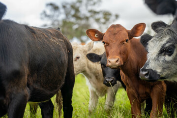wagyu angus cows Mixed Herd of Healthy Beef Cattle Grazing on Lush Green Pasture. Regenerative Sustainable Australian Agriculture, Responsible Livestock Farming, and Natural Environment in Australia
