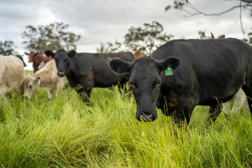 wagyu angus cows Mixed Herd of Healthy Beef Cattle Grazing on Lush Green Pasture. Regenerative Sustainable Australian Agriculture, Responsible Livestock Farming, and Natural Environment in Australia