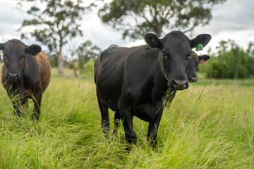 wagyu angus cows Mixed Herd of Healthy Beef Cattle Grazing on Lush Green Pasture. Regenerative Sustainable Australian Agriculture, Responsible Livestock Farming, and Natural Environment in Australia