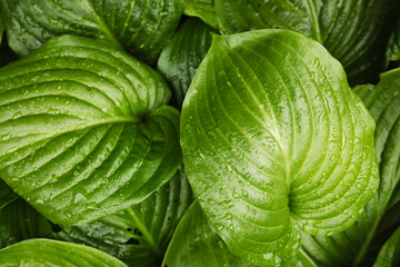 Large green leaves with dew drops, background of green leaves close up.