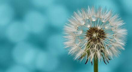 Naklejka premium Close-up of a delicate dandelion seed head, its fluffy seeds poised to scatter in the wind on a blue background.