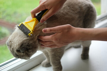 Grooming Cat Care With Quality Brush For Felines. A person is gently brushing a Scottish fold gray cat with a brush, ensuring a healthy coat. Essentials. Owner girl combing her cat at home. Pet health