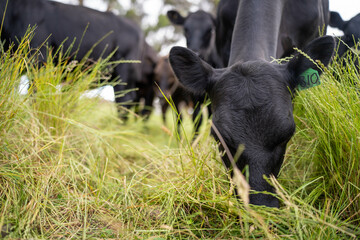 wagyu angus cows Mixed Herd of Healthy Beef Cattle Grazing on Lush Green Pasture. Regenerative...